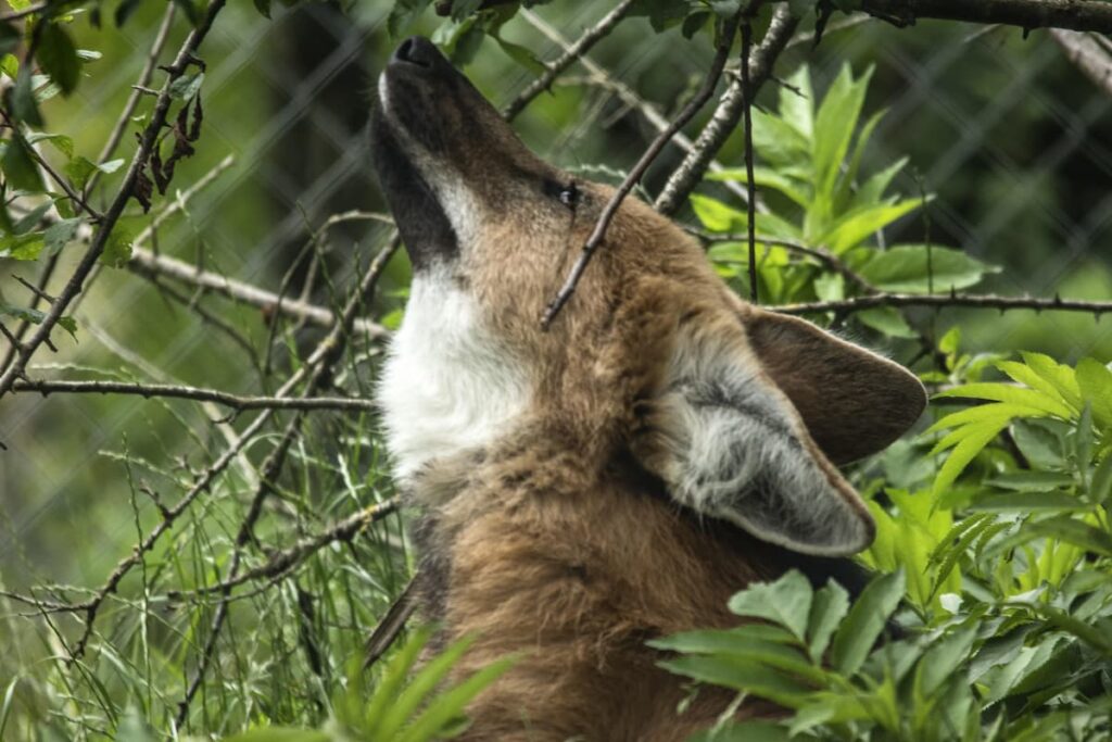 Imagem mostra lobo-guará.